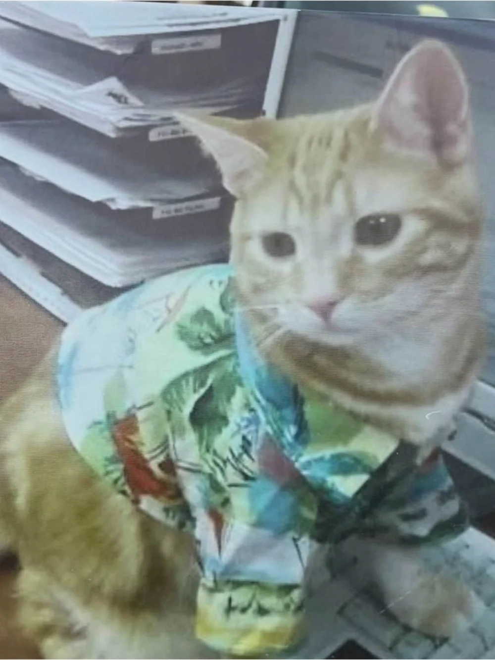 Cat in Hawaiian Shirt 8 by 10 photo on canvas sitting on a desk in a office.